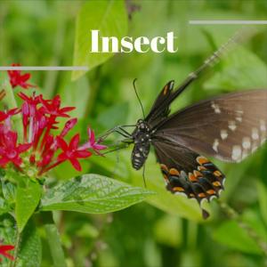 Listen to Insect song with lyrics from Cath Henz