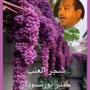 Listen to شجر العنب song with lyrics from حيدر بورتسودان