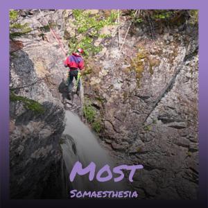 Various的专辑Most Somaesthesia