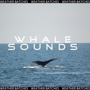 Dengarkan lagu Whale Ambience nyanyian Weather Batches dengan lirik