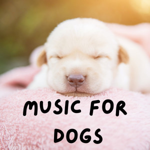 Calm Pets Music Academy的專輯Music For Dogs