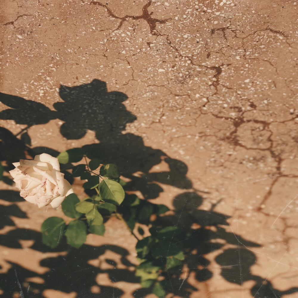 Desert Rose
