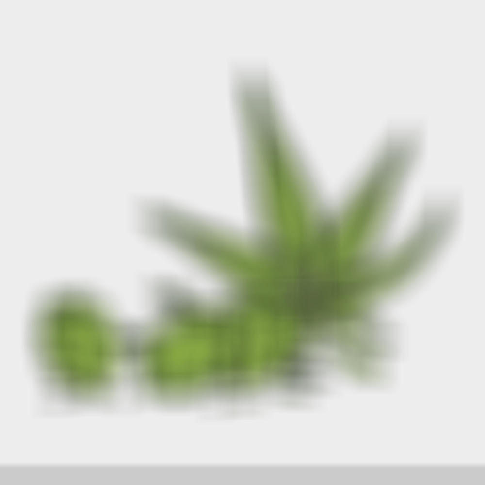 Sativa (Explicit)