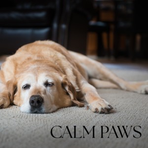 Dog Calming Music的專輯Calm Paws