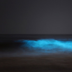 收聽Carlos Niño & Friends的Bioluminescence歌詞歌曲