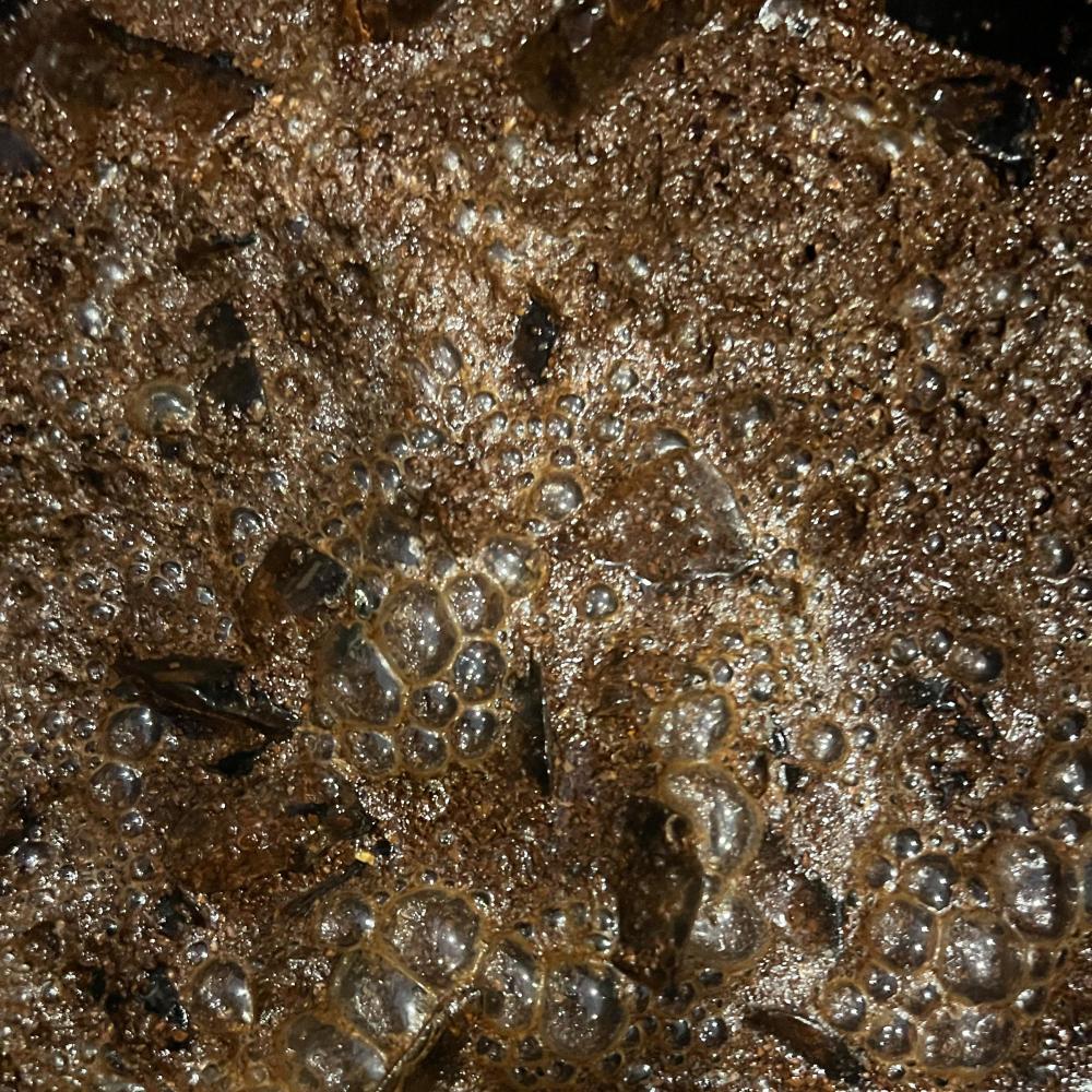 Brewja