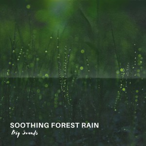 Soothing Forest Rain dari Big Sounds