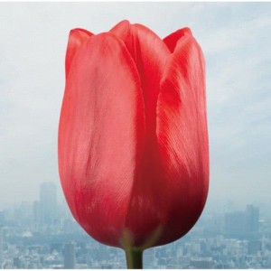 Listen to 微熱refrain song with lyrics from Flumpool