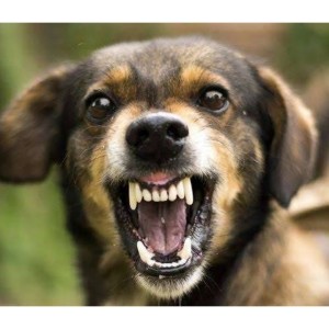 Suara Anjing Menggonggong dari Unique Sound