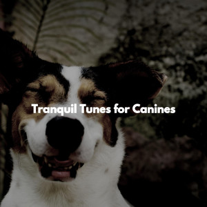 อัลบัม Tranquil Tunes for Canines ศิลปิน Feel Good Dinner Music