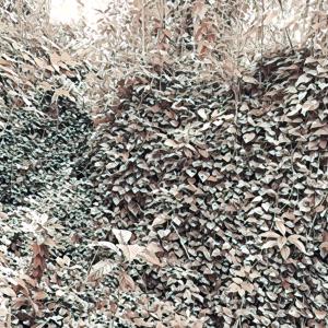 收聽Önigirisu的Golden歌詞歌曲