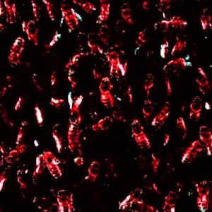 Jead的專輯BLOODSHED (Explicit)