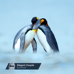 ดาวน์โหลดและฟังเพลง Elegant Couple พร้อมเนื้อเพลงจาก Tony Pascall