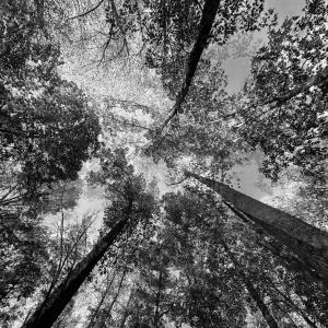อัลบัม October ศิลปิน Forest Floors