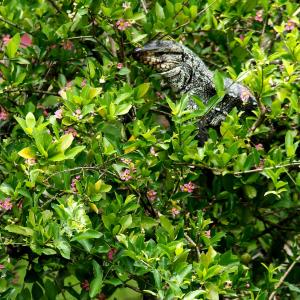 收聽conviving with me的Lagartos歌詞歌曲