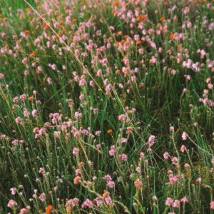 收聽Pete Castle的comfortably waiting歌詞歌曲