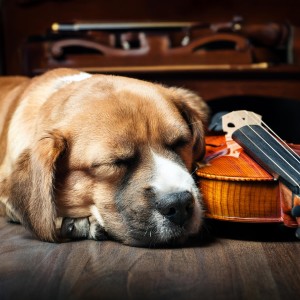 อัลบัม Orquesta Relajante Para Perros: Sonidos Para La Serenidad ศิลปิน Oasis de calma para aliviar el estrés