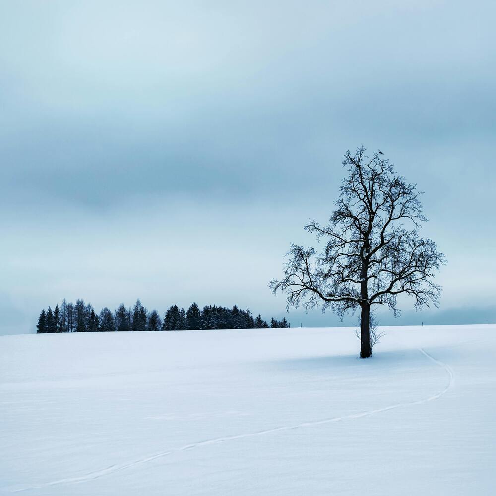 Soft Shadows