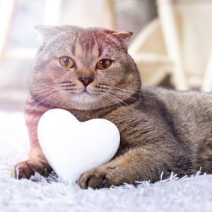 อัลบัม Paws and Reflection: Lofi Hymns to Cat Hearts ศิลปิน Lofi Beats for Work