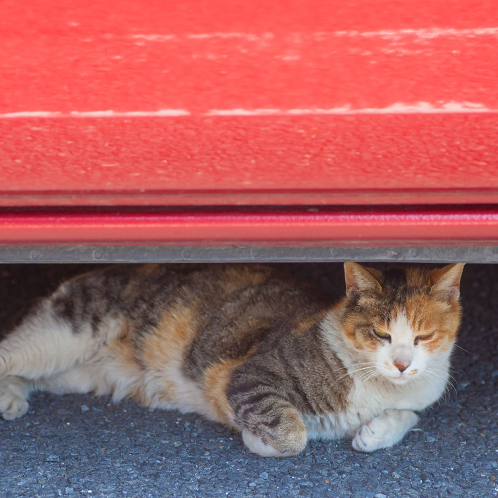 Roof Rain Enhances Cats' Peace