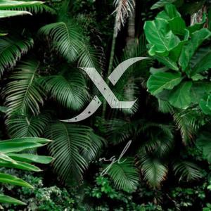 XL的專輯ngl