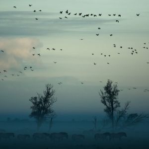 Dengarkan lagu Complete Chill nyanyian Rain Sounds Collection dengan lirik