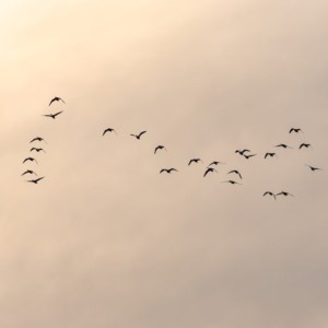 Listen to Black Bird song with lyrics from T-Malu