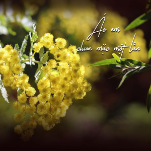 收聽Saka Trương Tuyền的Anh Không Còn Thương歌詞歌曲