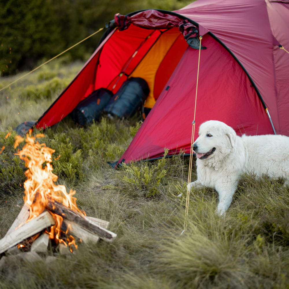 Collie's Calmness in the Cozy Coals