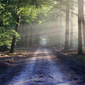 Listen to Morning in the Woods song with lyrics from Rose Piano
