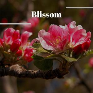 Dengarkan Blissom lagu dari Loro Fille dengan lirik