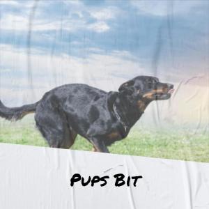 Pups Bit dari Various