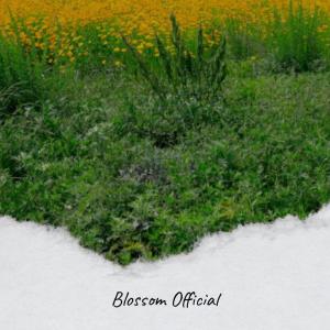 Album Blossom Official from Various