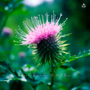 收聽Miyuki Kuzuoka的Birds & Bees歌詞歌曲