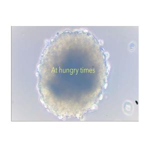 收聽Barbara Padron Hernandez的At Hungry Times歌詞歌曲