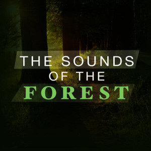收聽Forest Sounds的By the Spring歌詞歌曲