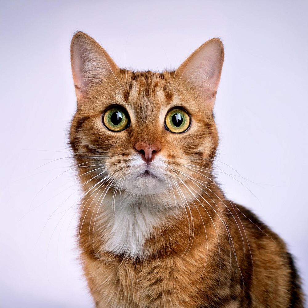 Armonías Para Momentos Felinos Tiernos