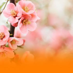 The Sleep Helpers的專輯Tranquil Wellness Music With Ambient Sounds And Soothing Piano For Relaxing And Unwinding