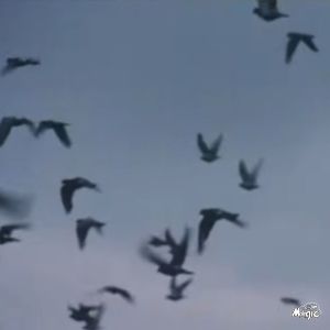 Album don't know where from dennisivnvc