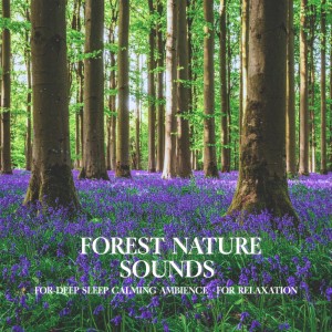 อัลบัม Forest Nature Sounds for Deep Sleep Calming Ambience for Relaxation ศิลปิน Nature Sounds For Focus