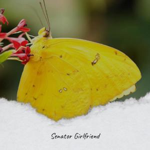 Various的专辑Senator Girlfriend