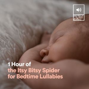 Album 1 Hour of the Itsy Bitsy Spider for Bedtime Lullabies from Itsy Bitsy Spider