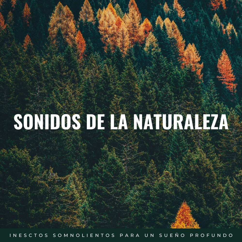 Telarañas Somnolientas