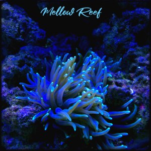 Listen to Mellow Reef song with lyrics from Karmawin
