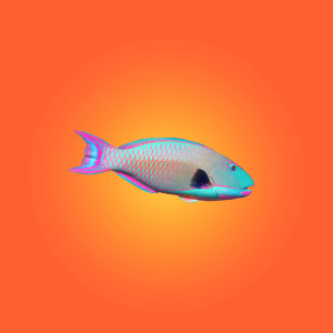 Album parrot fish waltz from Trinidad