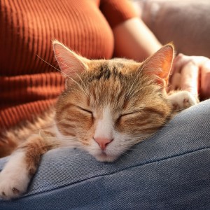 ดาวน์โหลดและฟังเพลง Música Suave Que Alivia El Estrés De Las Mascotas พร้อมเนื้อเพลงจาก Música fácil de domingo por la mañana