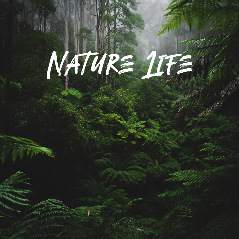 Tibetan Forest