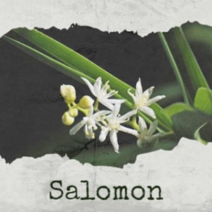 Dengarkan Salomon lagu dari Benny More dengan lirik