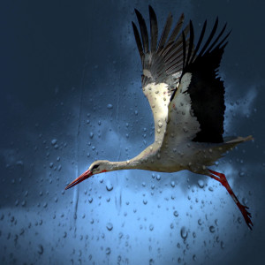 ดาวน์โหลดและฟังเพลง Frogs in a Creek พร้อมเนื้อเพลงจาก Gentle Rain Makers