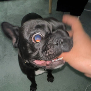 Gyatso的專輯LOVE IS PAIN